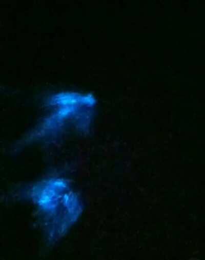 This video of bioluminescent plankton was shot while kayaking in Mulki, Karnataka.