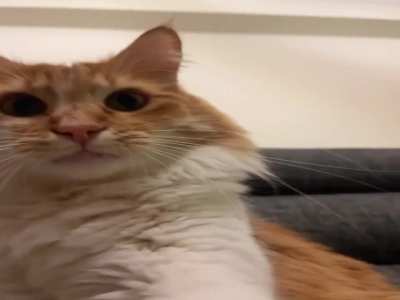 Don't stand too close to your phone. *JUMP SCARE WARNING*