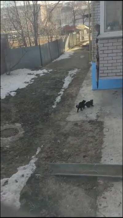 Russian cats evolved differently