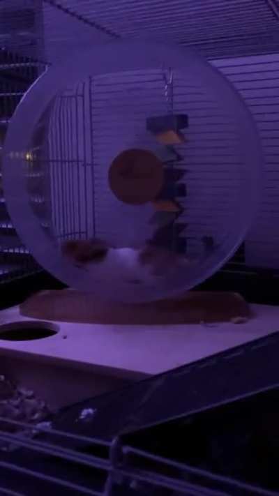 Good size wheel for him?