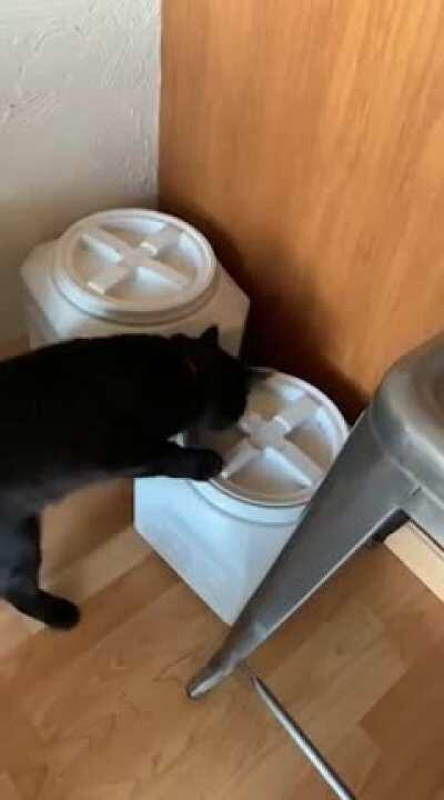 I’m honestly not sure if I am more scared or impressed that Salem has learned to casually unscrew the lid of a food container.