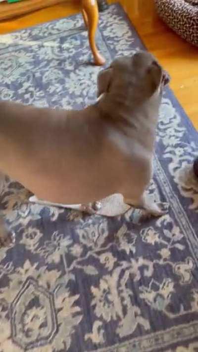 Bucket of fancy toys or a piece of spare carpet?