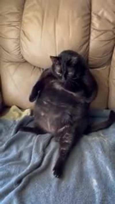My friends super fat cat don’t worry he’s on a diet
