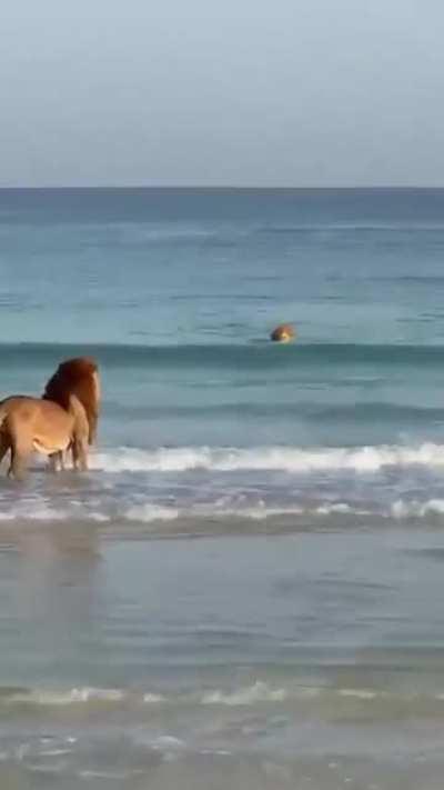🔥 Lions at the sea, they’re sea lions