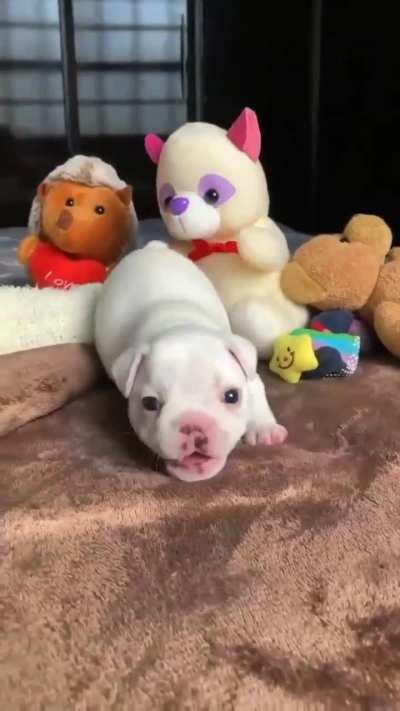 One more sweet Teddy bear in house 