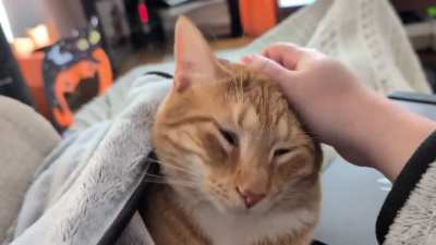 He steals my sweater AND my hand for pets! 🧡