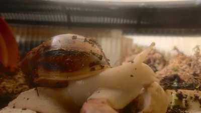 Timelapse of my pet snail eating a mushroom