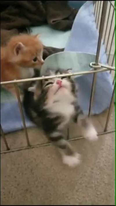 I will tap u eventually hooman