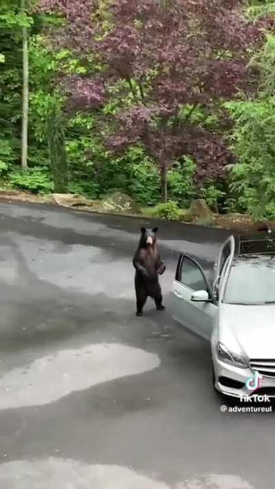 Black Bear vs. Family with a Mercedes