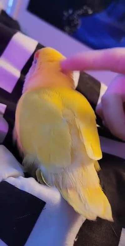 SleepyBorb