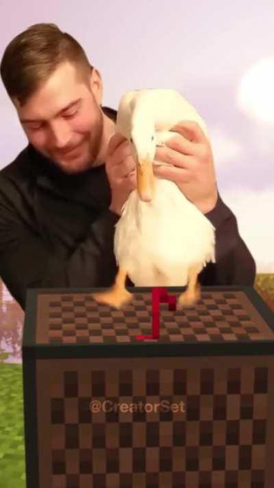 Duck playing Note block song