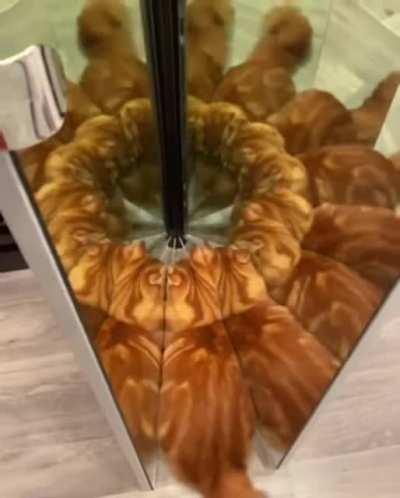 Калейдокот