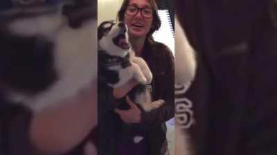 Talking Husky Puppy