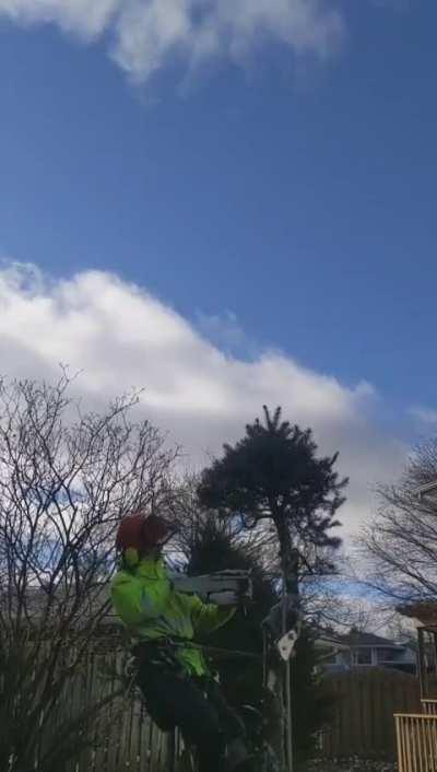 Big spruce removal today