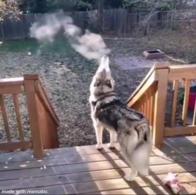 dOGgo FUcKiN buRNs AlIVE frOM tHE InSIde
