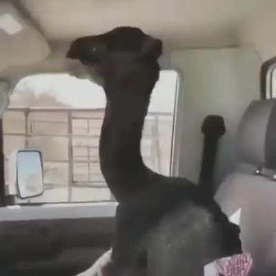 De los creadores de burro árabe en columpio llega....