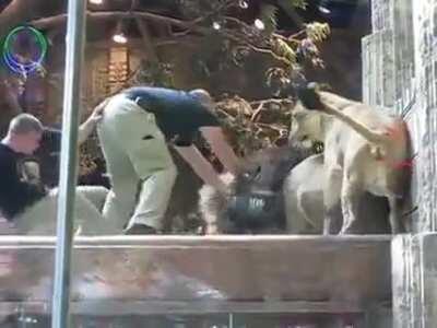 WCGW on my first day on the job as the assistant lion trainer and I ignore the lions signs of obvious irritation with me and then when he stares at me I basically challenge him by staring right back at him.