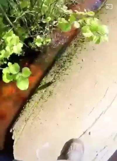 Weird tunnel turns flower black