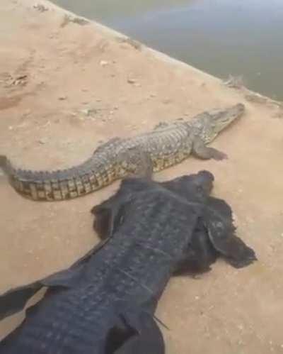 guy wears a crocodile costume and attempts to play with the real one.