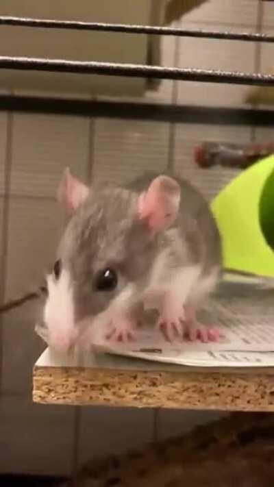 5 noses just moved in 💙