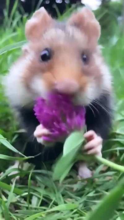 The European hamster native to grassland and similar habitats in a large part of Eurasia, extending from Belgium to the Altai mountains. These hamsters are good simmers. When a hamster needs to swim it inflates its cheek pouches with air for increased buo