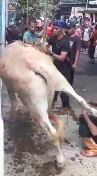 𝗣𝗢𝗪, 𝗥𝗶𝗴𝗵𝘁 𝗶𝗻 𝘁𝗵𝗲 𝗞𝗶𝘀𝘀𝗲𝗿... 𝘿𝙚𝙙 𝙤𝙧 𝙑𝙚𝙜 ?