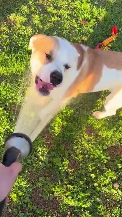 He has a water bowl, he prefers battle