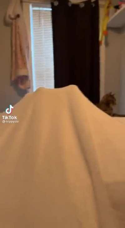 Cat is obviously vibin