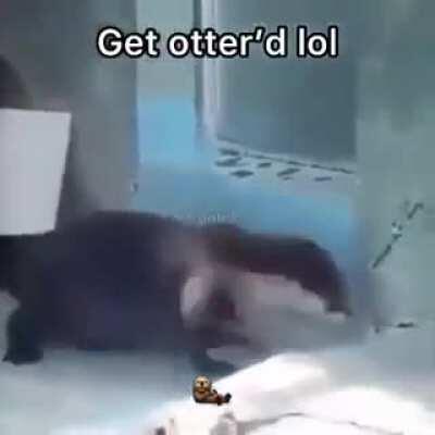 You just got Otter’d
