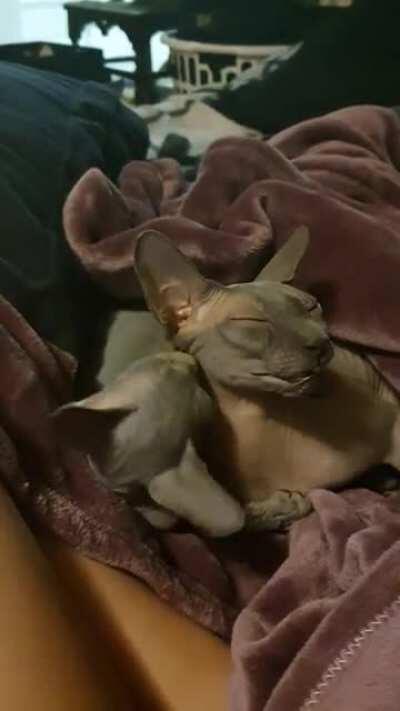 Sometimes kisses are not enough. Sometimes you must chomp.