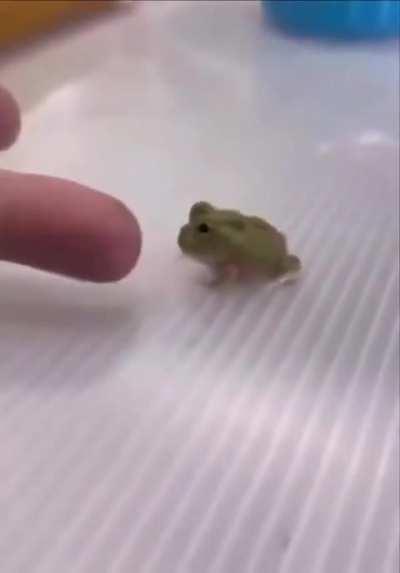 Fearless Little Frog