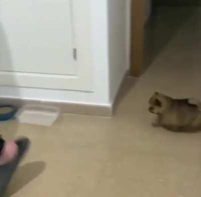 He just wanted a little water...