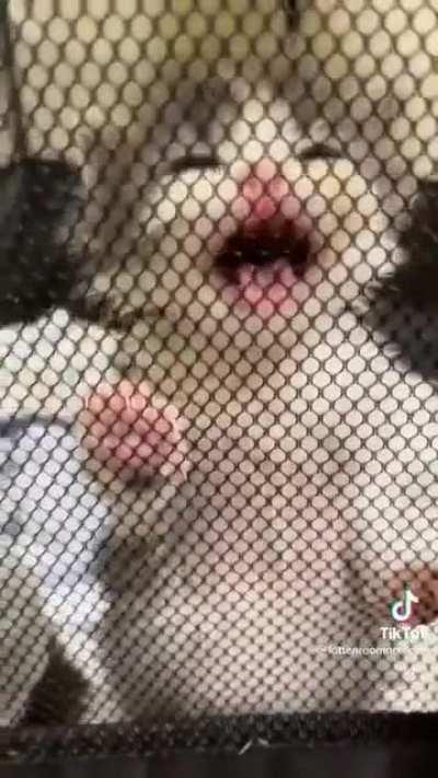 Ladies and gentlemen, we got him!