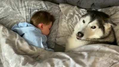 Dog refuses to leave the bed and then proceeds to fall asleep while looking after the little one