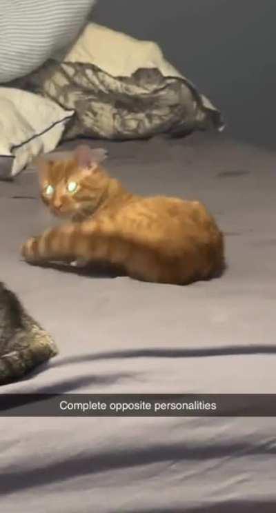 One brain cell for defense. One for attacking