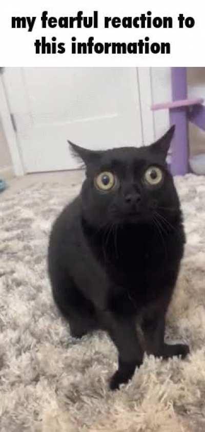 I humbly ask for your cat reaction pics