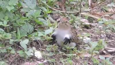 An avian entrant into The Ministry of Silly Walks