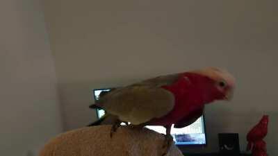 Our parrot enjoys Sea Shanty 2 a lot