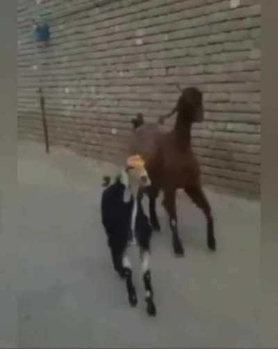 Musica pros meus ouvidos kkkk