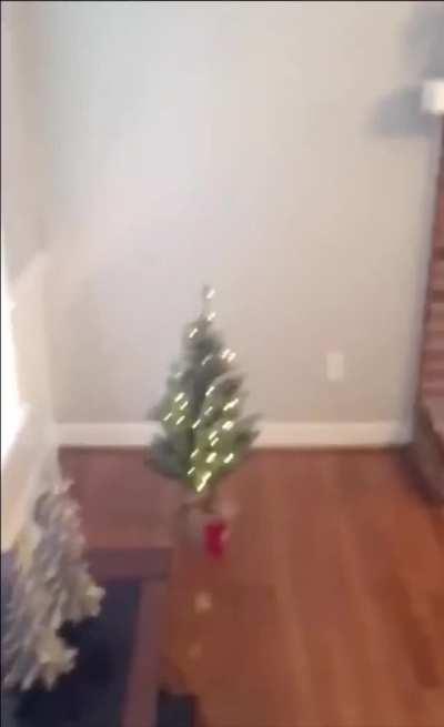 This dad bought the wrong size Christmas tree and the mother looks so done with him