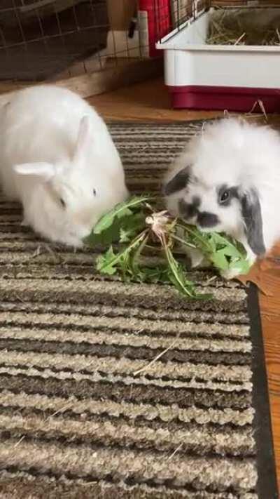 Betty and Moo sharing some dandelion