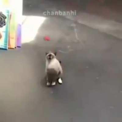 Você pegou um gato selvagem!