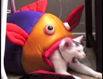 [SOUND ON] Sigma’s origin story but with cat pics