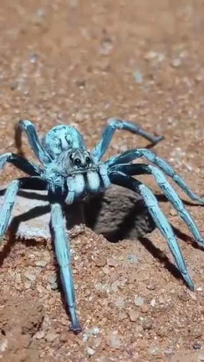 Trapdoor spider