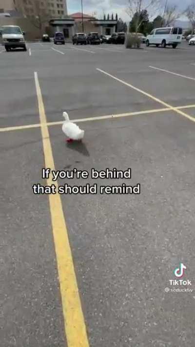 How to pick up a duck: