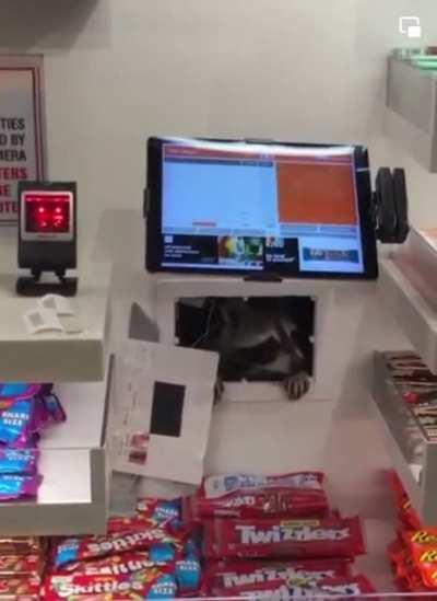 Trash panda doesn’t know how to use self checkout at Philly airport