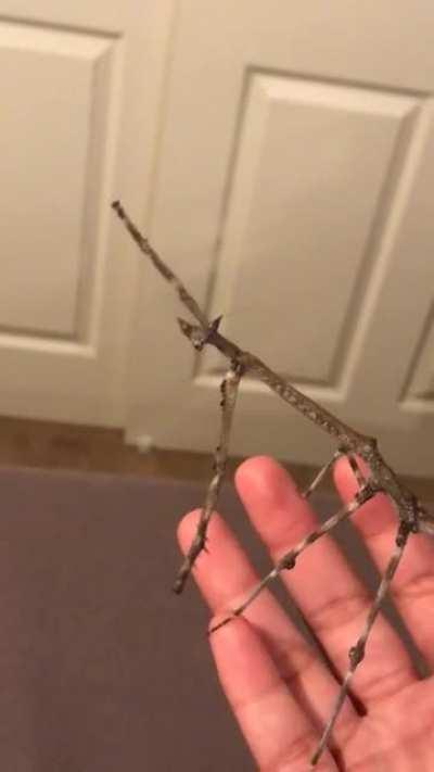 this is kava!!! she’d very much like for you to believe that she’s a stick