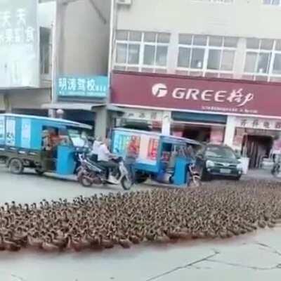 Didn’t know there were duck shepherds...