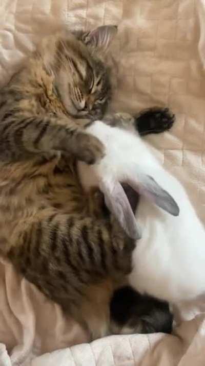 When you come back to your house on Balmung after forgetting to lock it