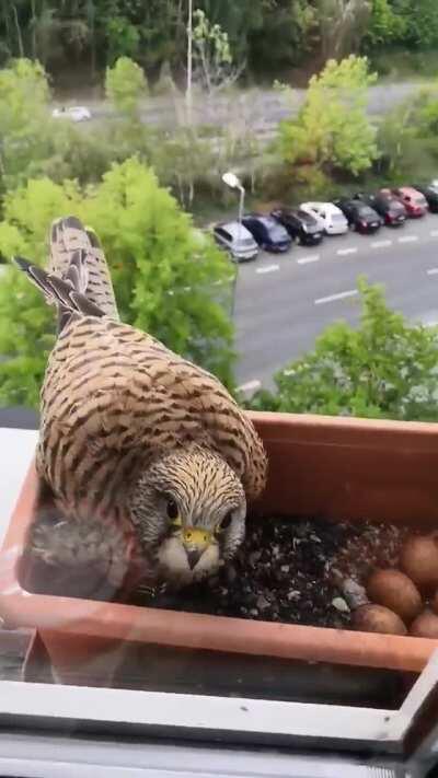 A bro feeding a falcon nesting in the window box [x-post /r/interestingasfuck]